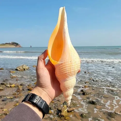 Conchiglie per decorazione di nozze, feste a tema spiaggia e decorazioni per la casa, conchiglie a tromba