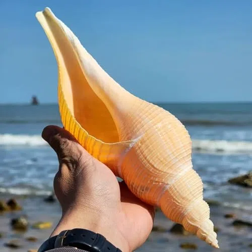 Conchiglie per decorazione di nozze, feste a tema spiaggia e decorazioni per la casa, conchiglie a tromba