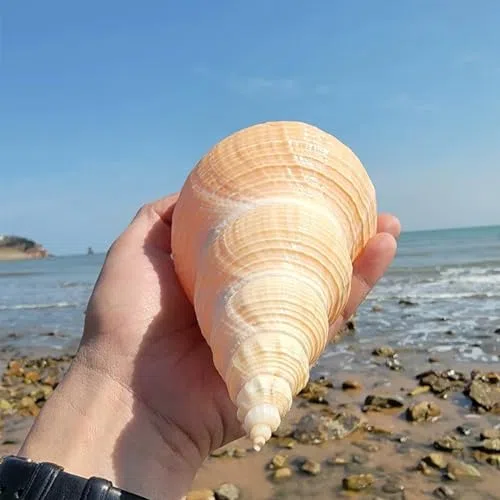 Conchiglie per decorazione di nozze, feste a tema spiaggia e decorazioni per la casa, conchiglie a tromba