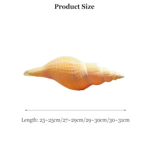 Conchiglie per decorazione di nozze, feste a tema spiaggia e decorazioni per la casa, conchiglie a tromba